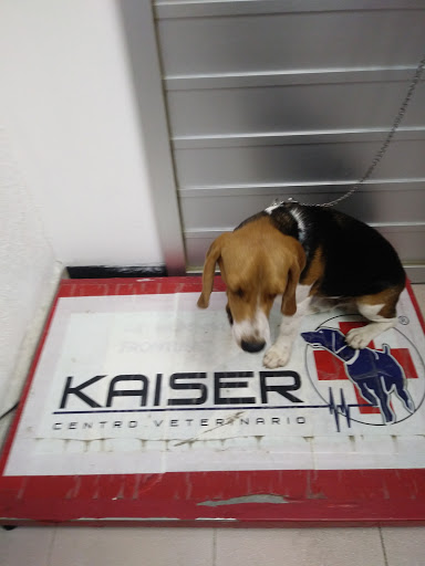 Kaiser Hospital Veterinario - Thumbnail