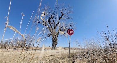 Tree in the Road