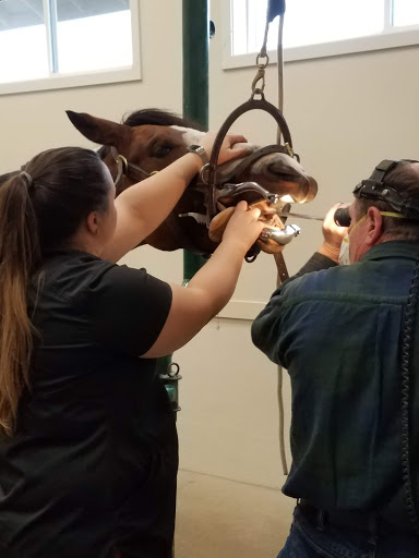 Equus Veterinary Service - Thumbnail