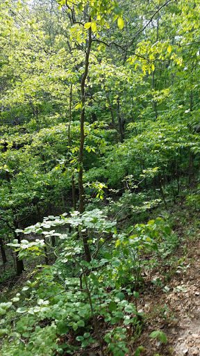 Pigeon Roost Camp Site 5 - Thumbnail