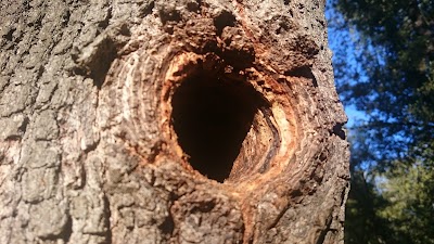 Photos of Camino del Pinar