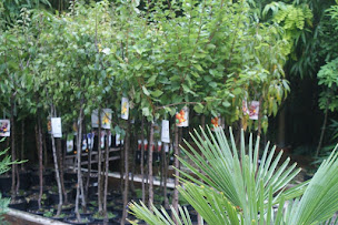 Photo n°15 de LES SERRES DE ROYAUCOURT à Royaucourt-et-Chailvet (Jardinerie)