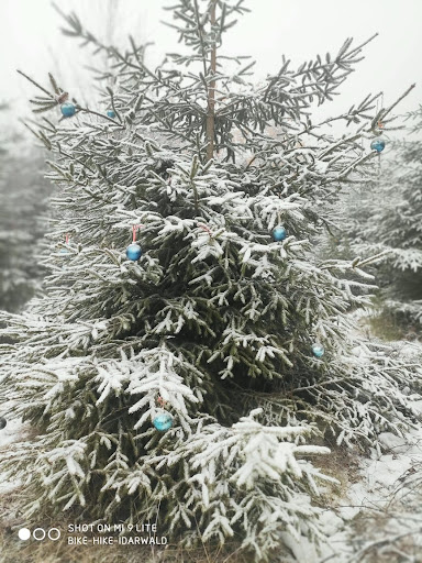 Weihnachtsbaumallee - Thumbnail