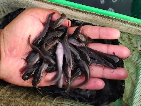 anak ikan keli untuk dijual