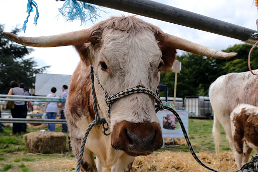 Poynton Show