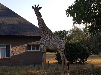 Photos of La Pumba