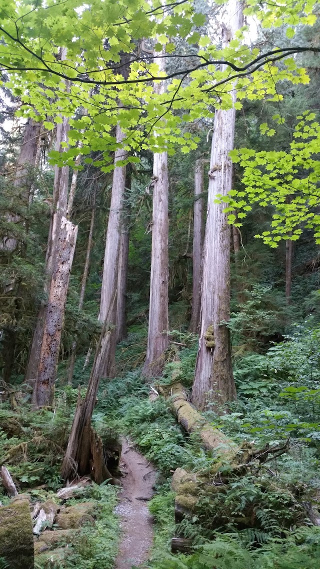 Lewis River Trail