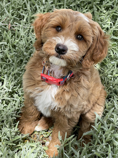 Puppy Steps Training - Thumbnail