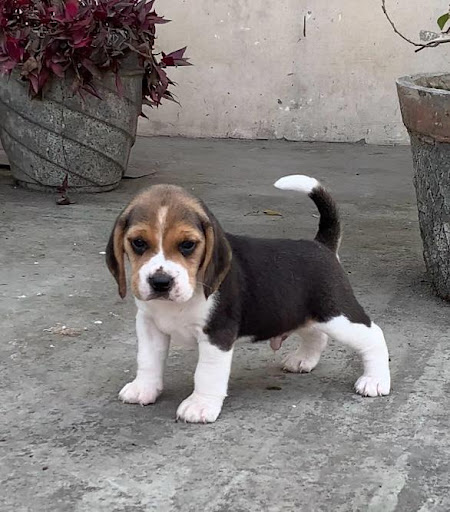 Top quality Beagle puppies available in Lucknow for more details please call or whatsapp me.. post image