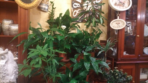 Il fiore mediterraneo - Thumbnail