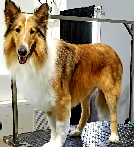 Advanced Pet Services - United States
