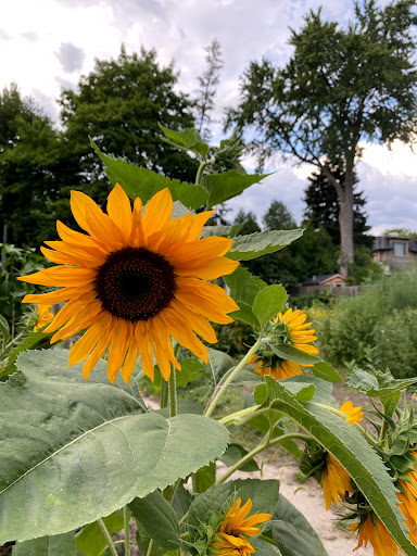 Parkview Neighbourhood Garden