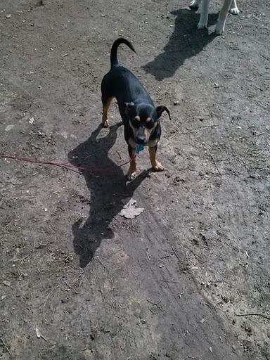 Butler County Animal Shelter - Thumbnail