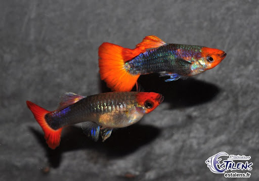 Pisciculture D'Estalens - Thumbnail