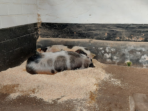 Sunshine Farm - Visual