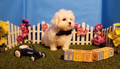 ToyBox Puppies, Puppy Essentials Pet Shop