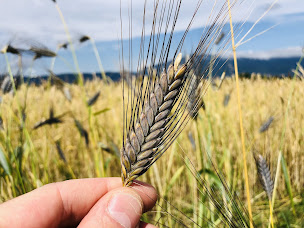 Photo n°85 de croque-levain à Rumilly (Boulangerie)