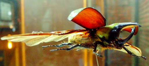 Insectaria - Visual