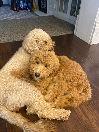 One sharp pooch - Visual