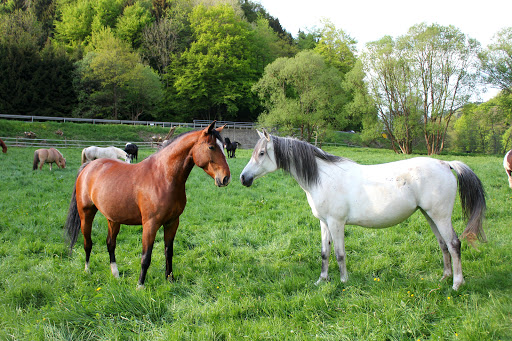 River Ranch Westernreiten Eifel - Thumbnail