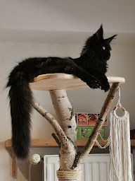 Photo n°24 de L'arbre à chats français à Saint-Genest-Malifaux (Magasin d'articles pour animaux)