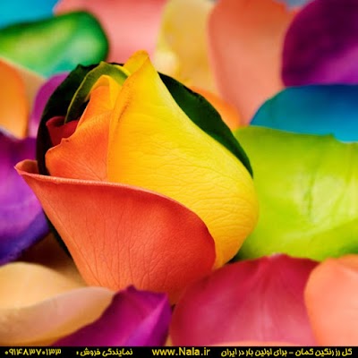 Photos of Emam Reza Flower Market