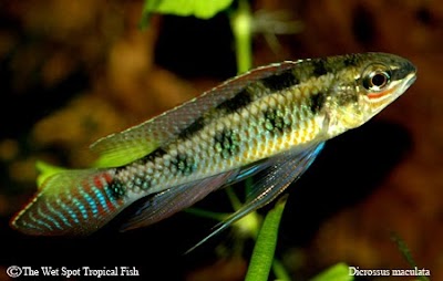 Wet Spot Tropical Fish