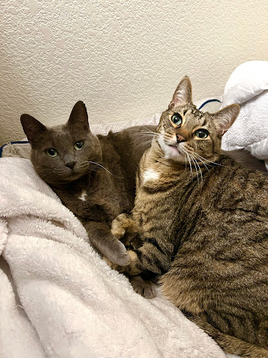 Happy Cats Housecall Vet, LLC - Thumbnail