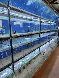 Photo n°1 de Savoie Koi à Novalaise (Magasin de poissons tropicaux)