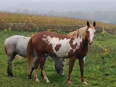 Photos of Route 80 Stables