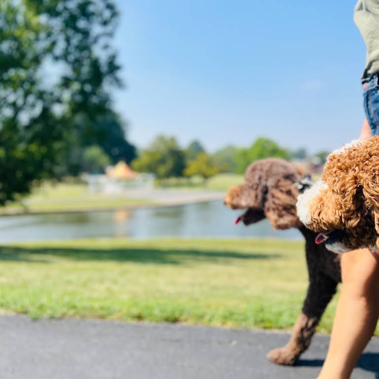 Raising Puppies: The First 2 Weeks - Timberidge Goldendoodles