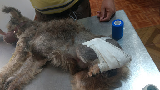 Veterinaria Dr.Pepe Aynes (VEPE)