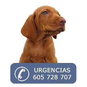 Clínica Veterinaria Basadi - Thumbnail