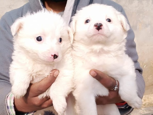 🐕 pomeliyan male female puppy available in indore mp. post image