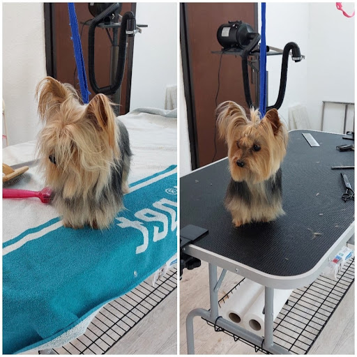 Hundesalon Dragana's Dog Spa - Thumbnail