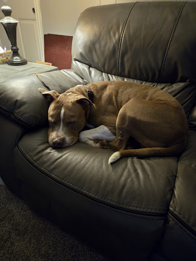 Brownsburg Pet Wellness Clinic - Thumbnail