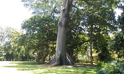 Foster Botanical Garden