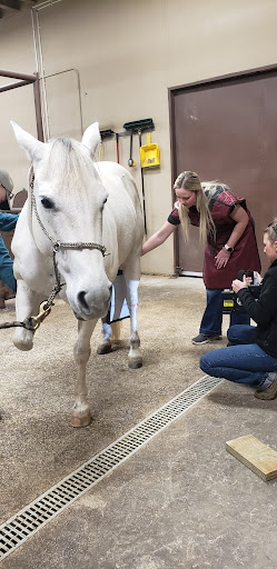 Performance Equine Associates - Visual