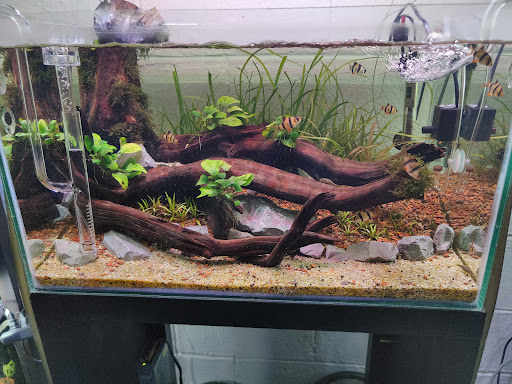 Acuario Green Aquascape - Thumbnail