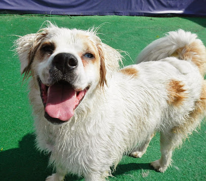 Central Bark Milwaukee Eastside