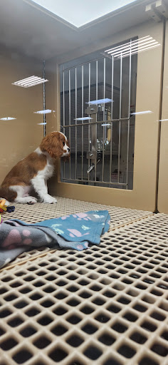 Petland Dayton - Thumbnail