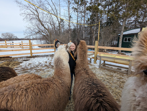 Carlson's Llovable Llamas Gallery - United States