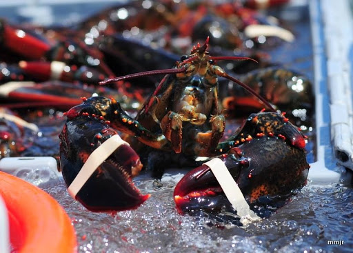 Off The Boat Lobsters - Thumbnail