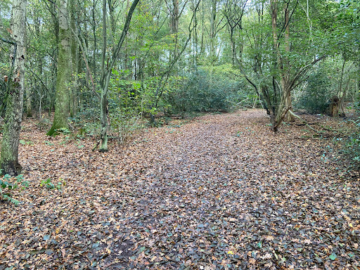 Goois Natuurreservaat Bosje van Six