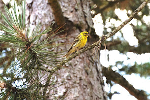 Photo n°52 de La Chanterelle à Champagnac-le-Vieux (Terrain de camping)