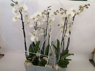 Photo n°3 de Universal Fleurs à Marseille (Fleuriste)