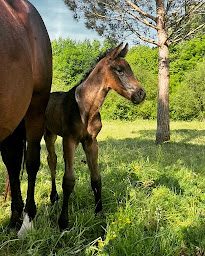 Photo n°10 de Les Ecuries d'Avaren à Saint-Martin-de-Seignanx (Écurie)