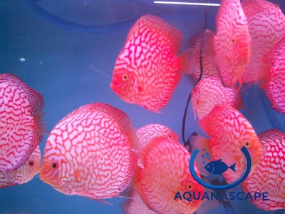 Photos of Aquanascape