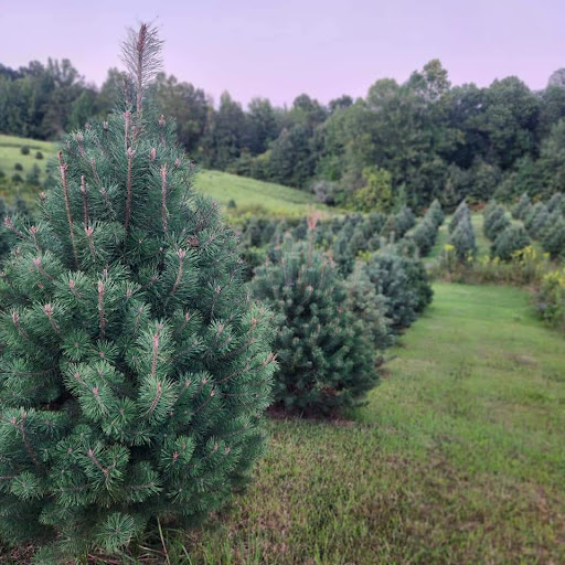 Cooper's Christmas Tree Farm - Thumbnail