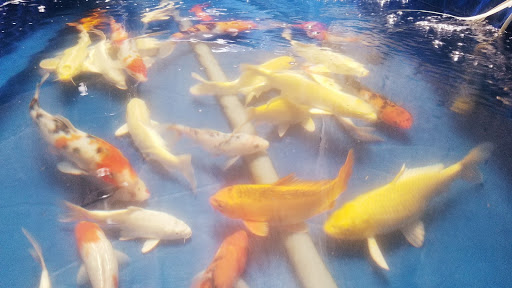 Trại